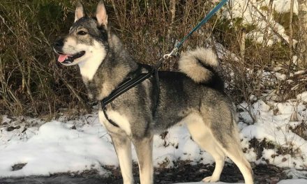 Valpar väntas vecka 10