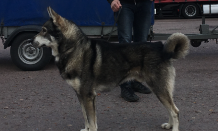 valpar väntas på Jösseälvens Kennel