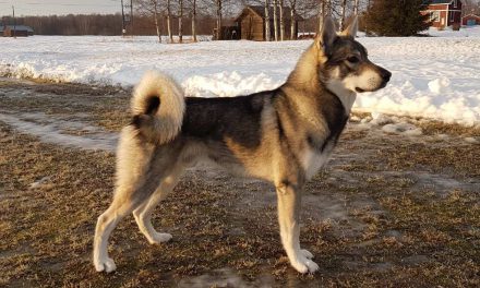 Planerad Parning Piinamyrens kennel