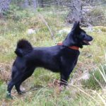 Norsk älghund svart valpar väntas v 22.