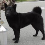 Norsk älghund svart valpar väntas v 33
