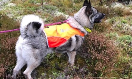 Storvålens kennel väntar valpar: